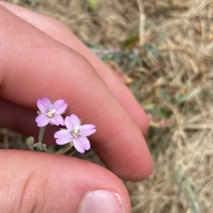 Epilobium billardiereanum subsp. cinereum at Greenway, ACT - 15 Jan 2023