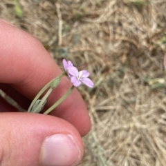 Epilobium billardiereanum subsp. cinereum at Greenway, ACT - 15 Jan 2023 01:09 PM