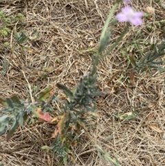 Epilobium billardiereanum subsp. cinereum at Greenway, ACT - 15 Jan 2023