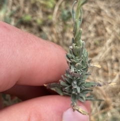 Epilobium billardiereanum subsp. cinereum at Greenway, ACT - 15 Jan 2023