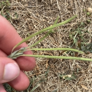 Epilobium billardiereanum subsp. cinereum at Greenway, ACT - 15 Jan 2023