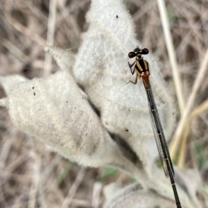 Nososticta solida at Paddys River, ACT - 15 Jan 2023 12:11 PM