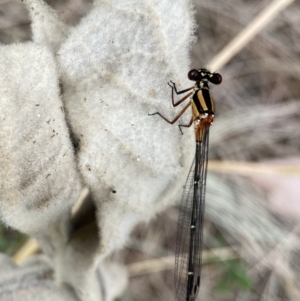 Nososticta solida at Paddys River, ACT - 15 Jan 2023 12:11 PM