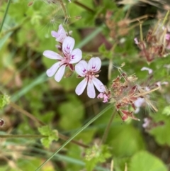 Pelargonium australe (Austral Stork's-bill) at Paddys River, ACT - 15 Jan 2023 by NedJohnston