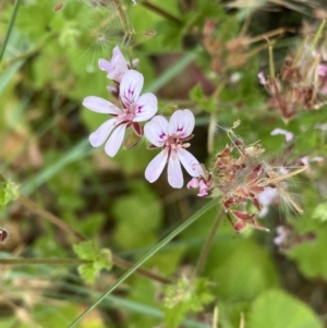 Pelargonium australe at Paddys River, ACT - 15 Jan 2023