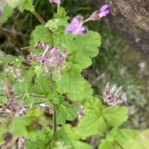 Pelargonium australe at Paddys River, ACT - 15 Jan 2023