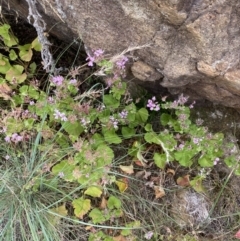 Pelargonium australe at Paddys River, ACT - 15 Jan 2023