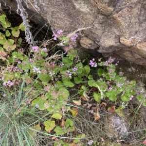 Pelargonium australe at Paddys River, ACT - 15 Jan 2023