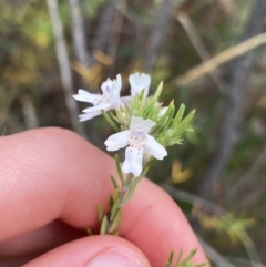 Westringia eremicola (Slender Western Rosemary) at Paddys River, ACT - 15 Jan 2023 by NedJohnston