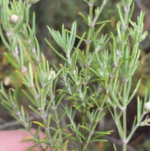 Westringia eremicola at Paddys River, ACT - 15 Jan 2023 10:40 AM