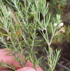 Westringia eremicola at Paddys River, ACT - 15 Jan 2023 10:40 AM