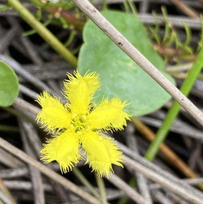 Nymphoides sp. (A Marshwort) at Paddys River, ACT - 15 Jan 2023 by NedJohnston