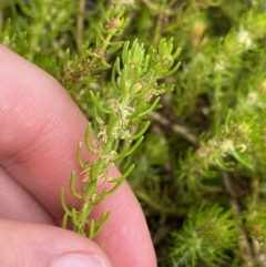 Myriophyllum crispatum (Water Millfoil) at Paddys River, ACT - 14 Jan 2023 by Ned_Johnston