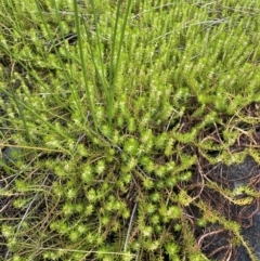 Myriophyllum crispatum at Paddys River, ACT - 15 Jan 2023 10:37 AM