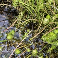 Myriophyllum crispatum at Paddys River, ACT - 15 Jan 2023 10:37 AM