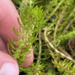 Myriophyllum crispatum at Paddys River, ACT - 15 Jan 2023 10:37 AM