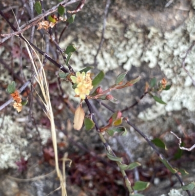 Muehlenbeckia tuggeranong (Tuggeranong Lignum) at Greenway, ACT by NedJohnston