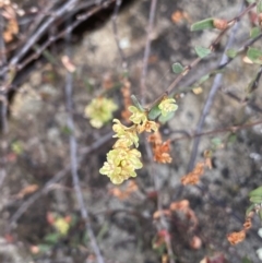 Muehlenbeckia tuggeranong at suppressed - 15 Jan 2023