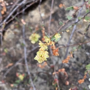 Muehlenbeckia tuggeranong at suppressed - 15 Jan 2023