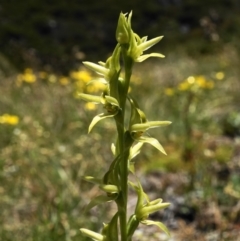 Paraprasophyllum sphacelatum (Large Alpine Leek-orchid) at Kosciuszko National Park, NSW - 7 Jan 2023 by shoko