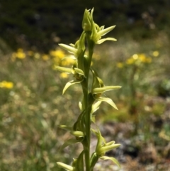 Prasophyllum sphacelatum (Large Alpine Leek-orchid) at Kosciuszko National Park, NSW - 7 Jan 2023 by shoko