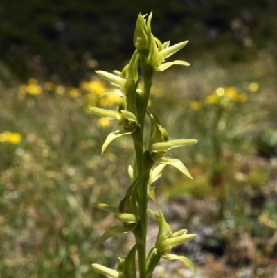 Paraprasophyllum sphacelatum (Large Alpine Leek-orchid) at Kosciuszko National Park, NSW - 7 Jan 2023 by shoko