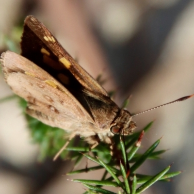 Unidentified Skipper (Hesperiidae) at Moruya, NSW - 14 Jan 2023 by LisaH