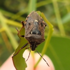 Cermatulus nasalis (Predatory shield bug, Glossy shield bug) at Stromlo, ACT - 15 Jan 2023 by HelenCross