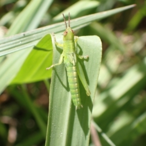 Acrididae sp. (family) at Murrumbateman, NSW - 15 Jan 2023