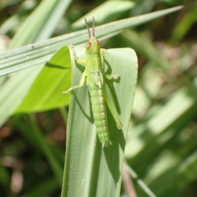 Acrididae sp. (family) (Unidentified Grasshopper) at Murrumbateman, NSW - 15 Jan 2023 by SimoneC