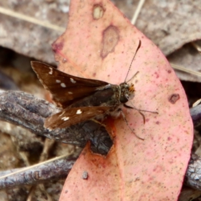 Dispar compacta (Barred Skipper) at Moruya, NSW - 19 Oct 2022 by LisaH