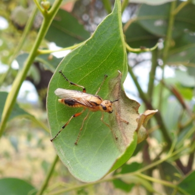 Pseudoperga guerinii (A sawfly) at Stromlo, ACT - 15 Jan 2023 by HelenCross