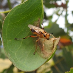 Pseudoperga lewisii at Stromlo, ACT - 15 Jan 2023