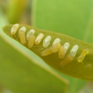 Paropsisterna fastidiosa at Stromlo, ACT - suppressed