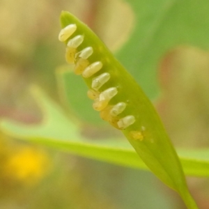 Paropsisterna fastidiosa at Stromlo, ACT - suppressed