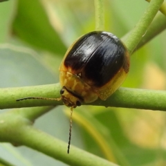 Paropsisterna cloelia (Eucalyptus variegated beetle) at Stromlo, ACT - 15 Jan 2023 by HelenCross