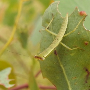 Orthodera ministralis at Stromlo, ACT - suppressed