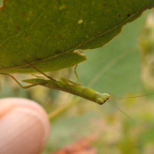 Orthodera ministralis at Stromlo, ACT - suppressed