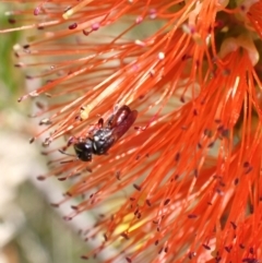 Hylaeus (Prosopisteron) littleri at Murrumbateman, NSW - 15 Jan 2023