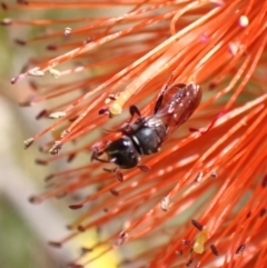 Hylaeus (Prosopisteron) littleri at Murrumbateman, NSW - 15 Jan 2023