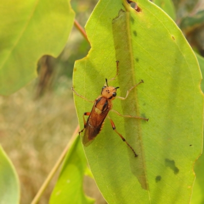 Pseudoperga guerinii (A sawfly) at Stromlo, ACT - 15 Jan 2023 by HelenCross