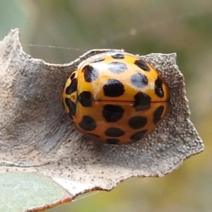 Harmonia conformis at Stromlo, ACT - 15 Jan 2023