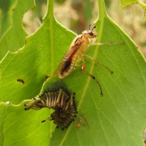 Pseudoperga guerinii at Stromlo, ACT - 15 Jan 2023