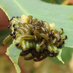 Pseudoperga guerinii at Stromlo, ACT - 15 Jan 2023