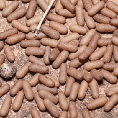 Rhytidoponera metallica (Greenhead ant) at Wellington Point, QLD - 15 Jan 2023 by TimL