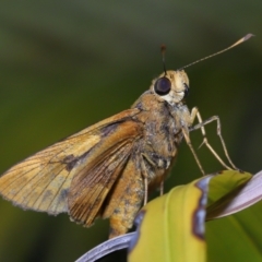 Cephrenes augiades at Wellington Point, QLD - 15 Jan 2023 by TimL