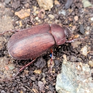 Sericesthis nigrolineata at Lyneham, ACT - 16 Jan 2023 08:11 AM