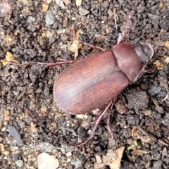 Sericesthis nigrolineata at Lyneham, ACT - 16 Jan 2023 08:11 AM