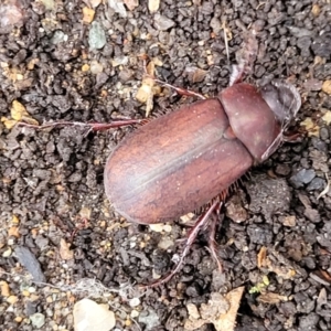 Sericesthis nigrolineata at Lyneham, ACT - 16 Jan 2023