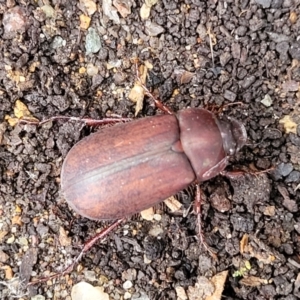 Sericesthis nigrolineata at Lyneham, ACT - 16 Jan 2023